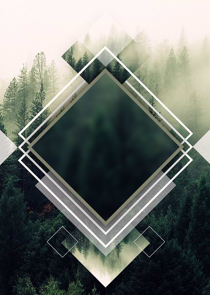 Beautiful Forest