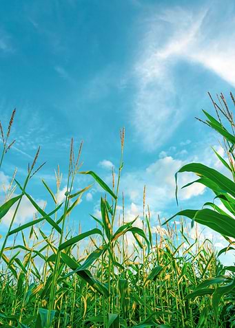 Wading through corn