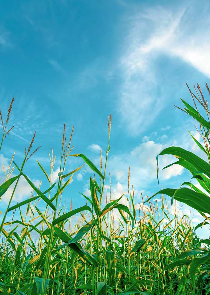 Wading through corn