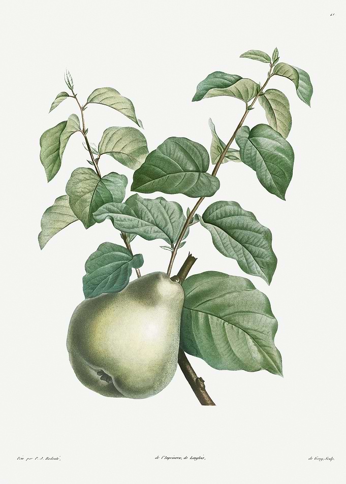 Flower Illustration