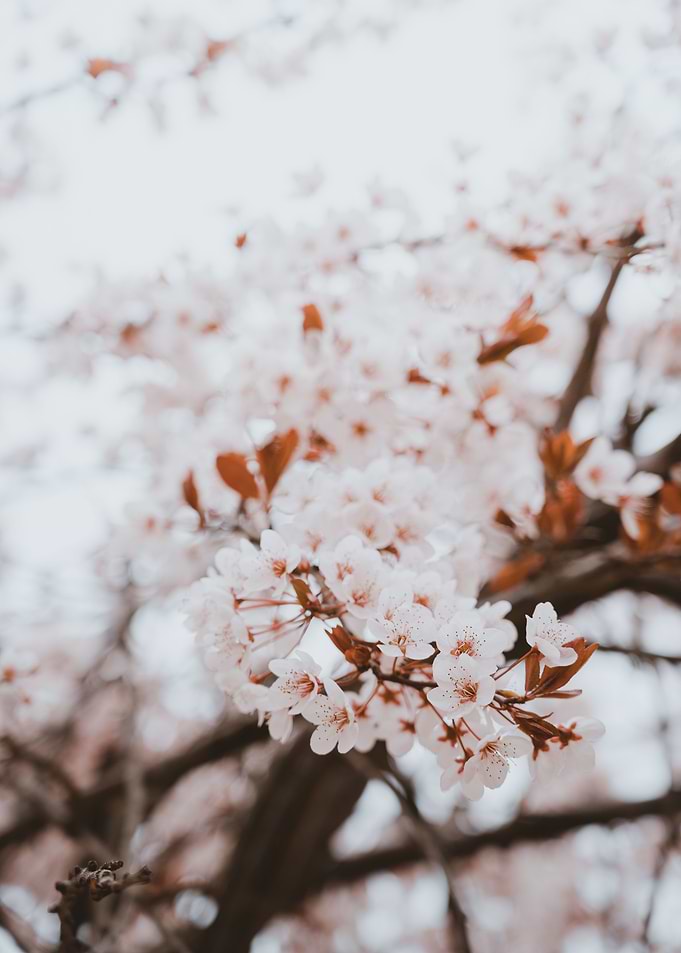 Cherry blossom