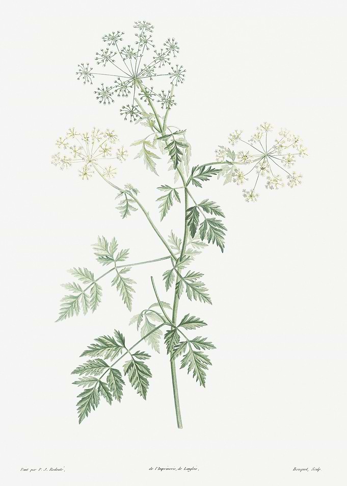 Flower Illustration