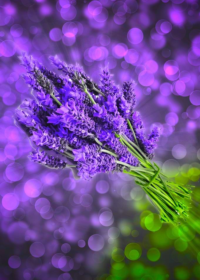 lavender