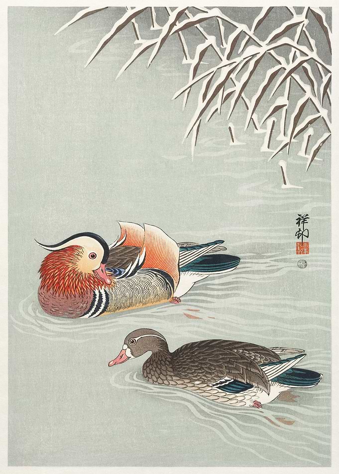 Japanese duck