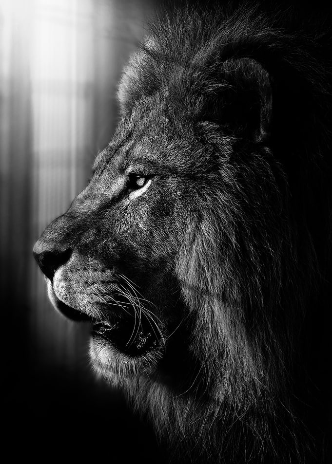 proud lion head poster b