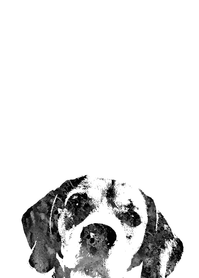 Beagle peeking