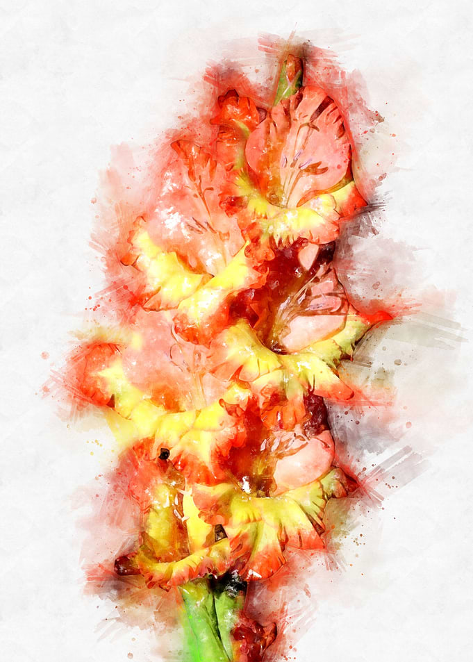 orange yellow gladiolus