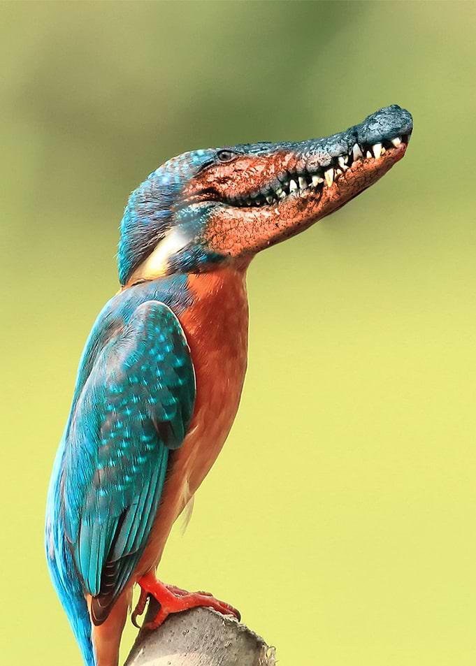 Crocobird