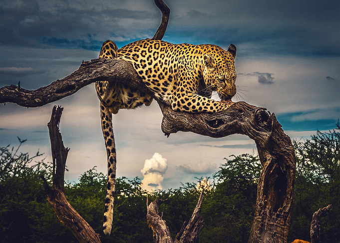 Leopard Licking Paw
