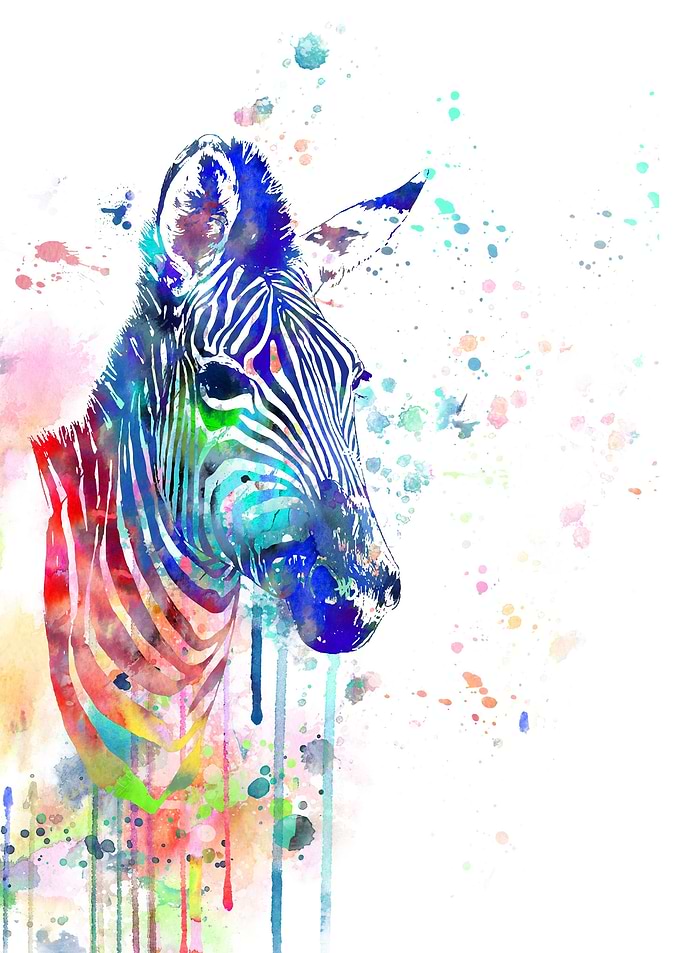Zebra