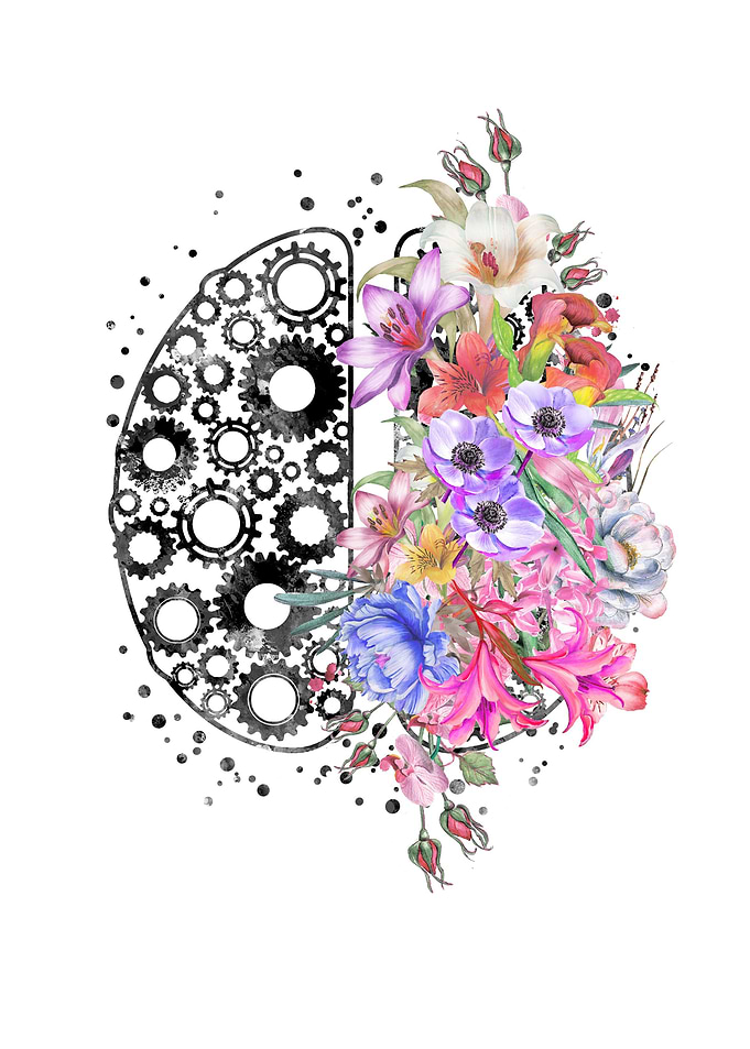 Brain anatomy