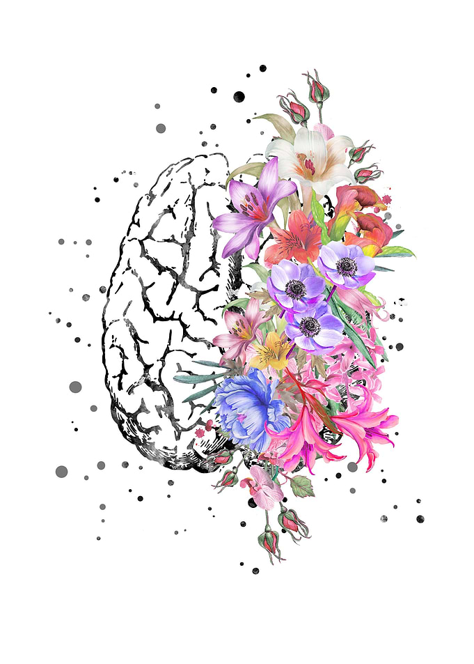 Brain anatomy