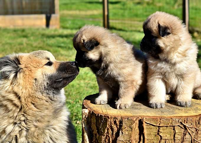 Momma and babies