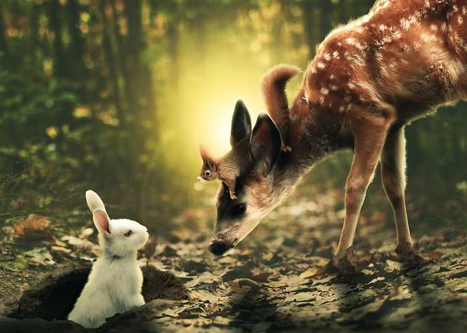 Meeting in the Forest