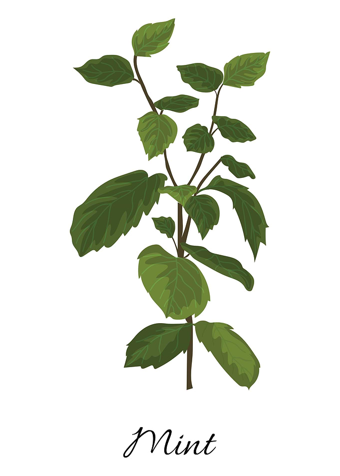 Herbs Vol 5