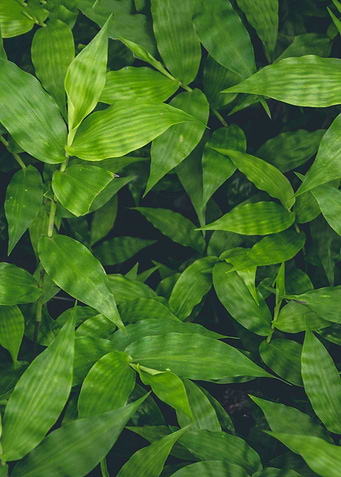 Above Aerial leaf