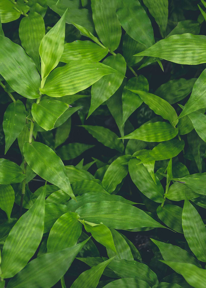 Above Aerial leaf