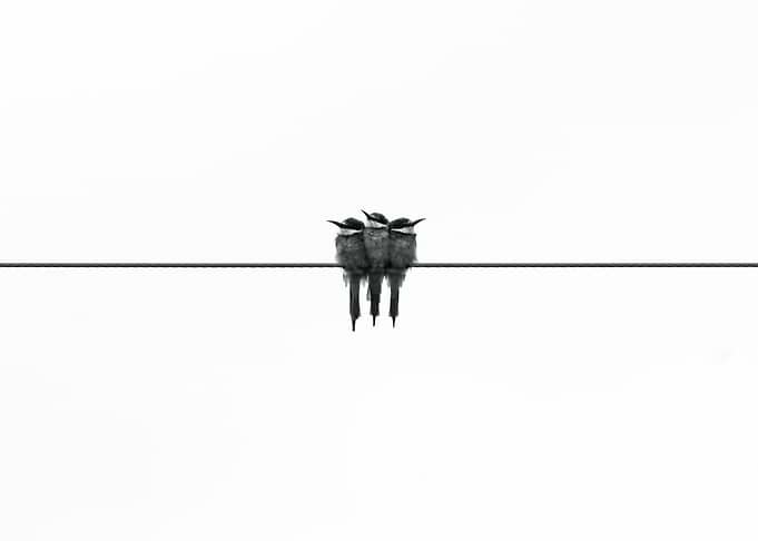 Birds