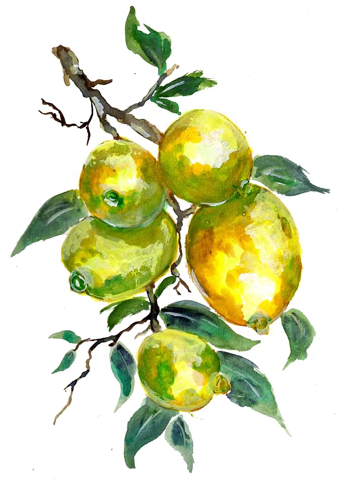 Lemon Fruits on Tree