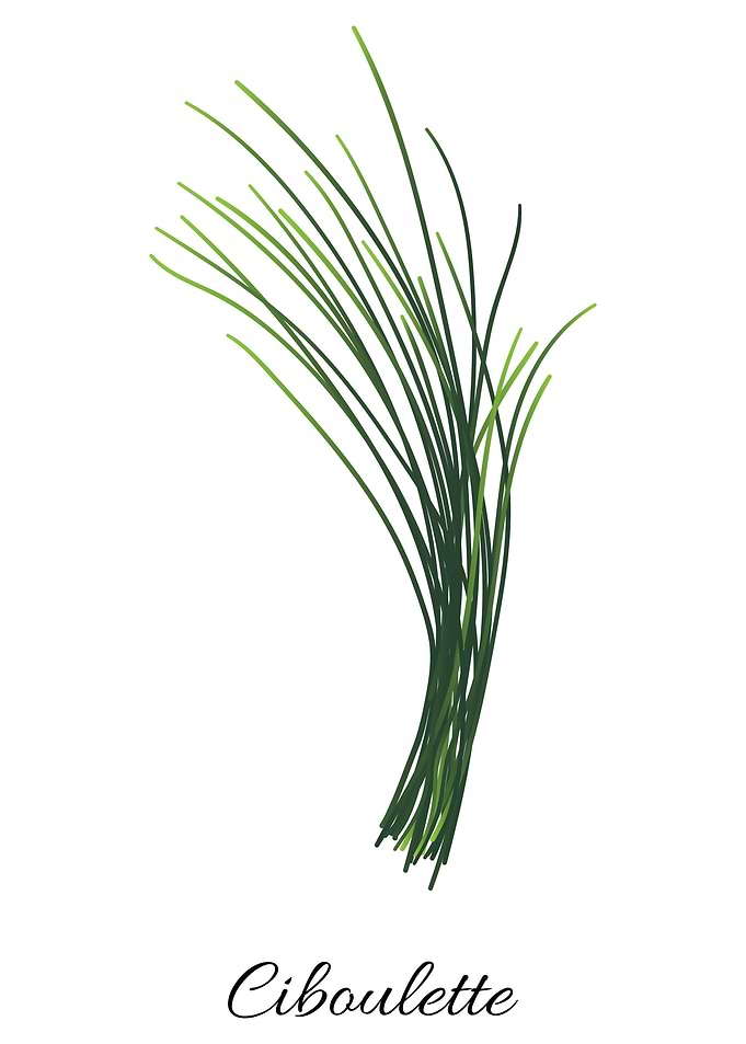 Herbs Vol 1