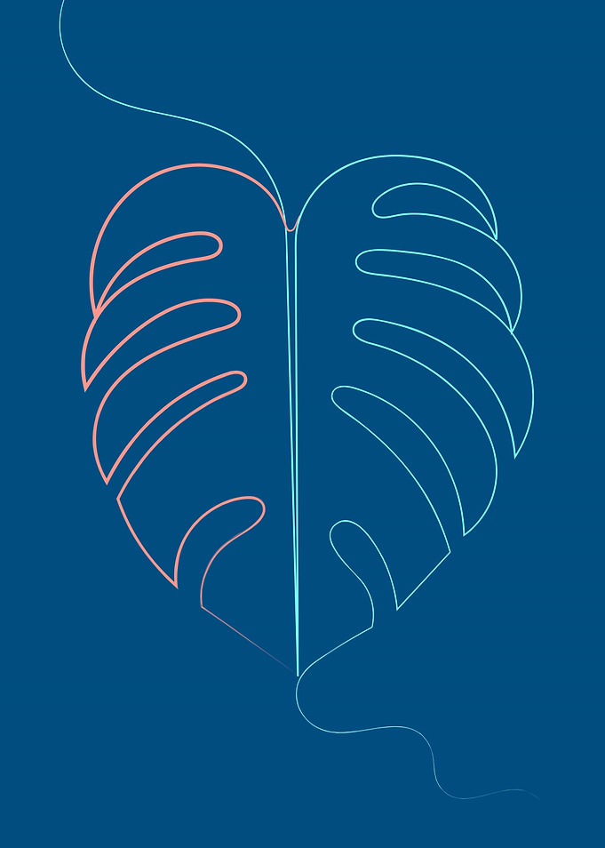 Swiss Cheese Plant Leaf