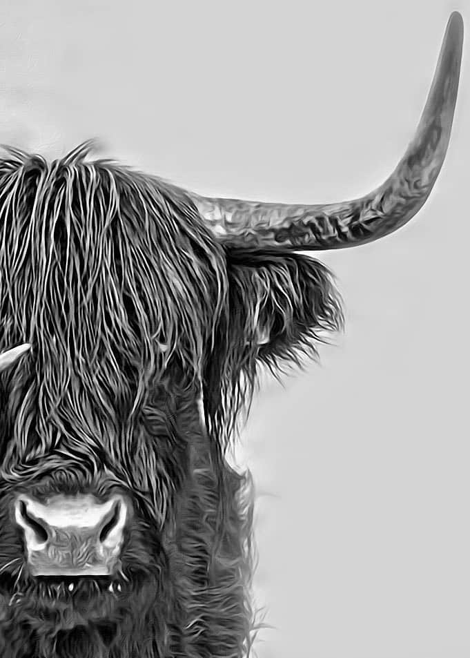 Highland Bull in Norway
