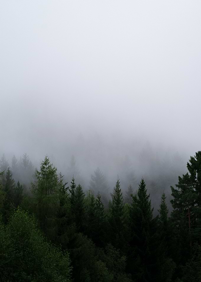 Into the wild
