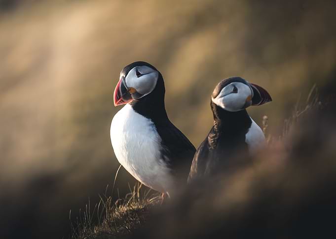 Puffins