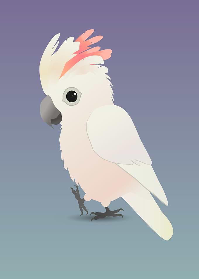 Salmon crested cockatoo