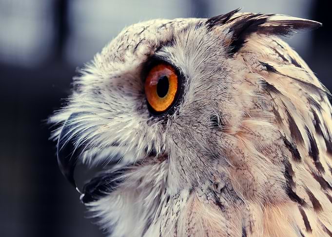 red owl head