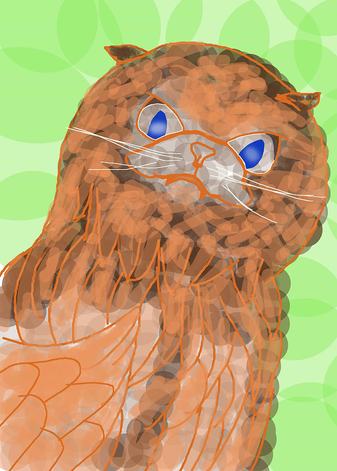 angry owl