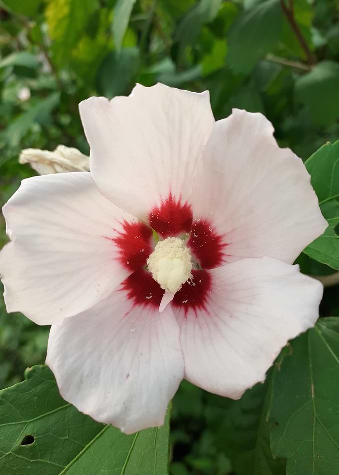 Hibiscus white