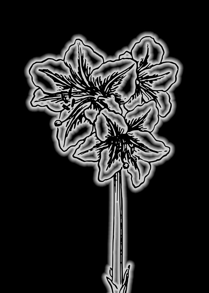Amaryllis belladonna