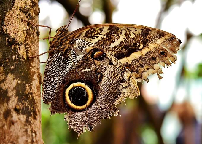brown oval butterfly