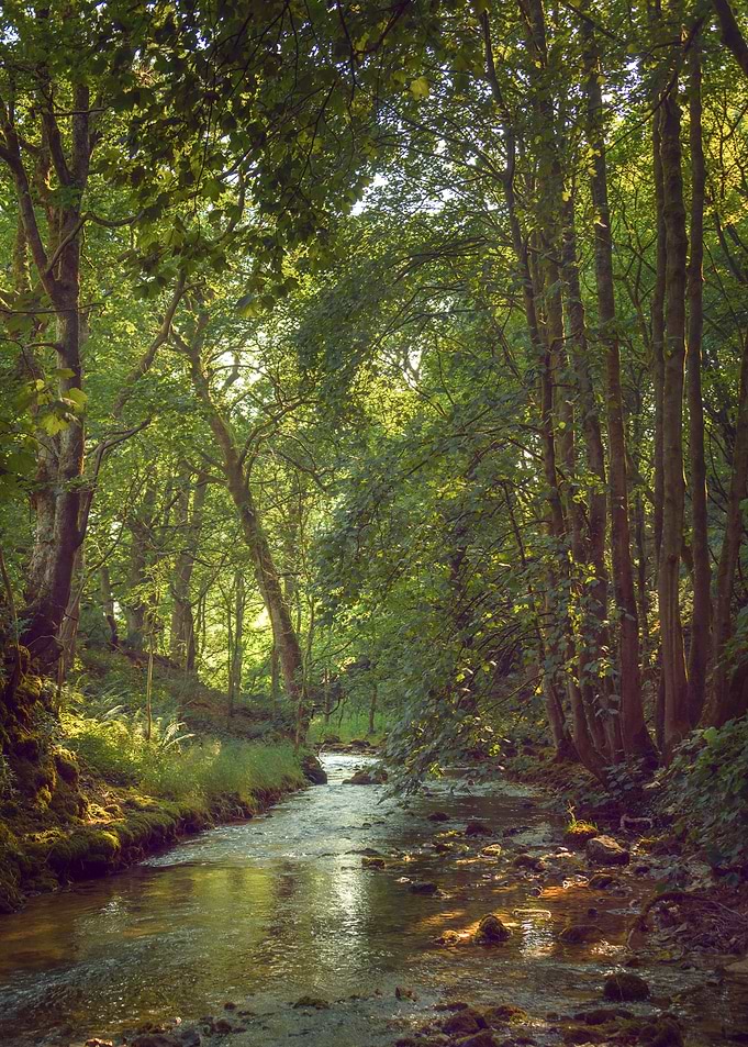 Yorkshire Forest