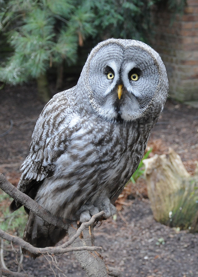 big owl tree