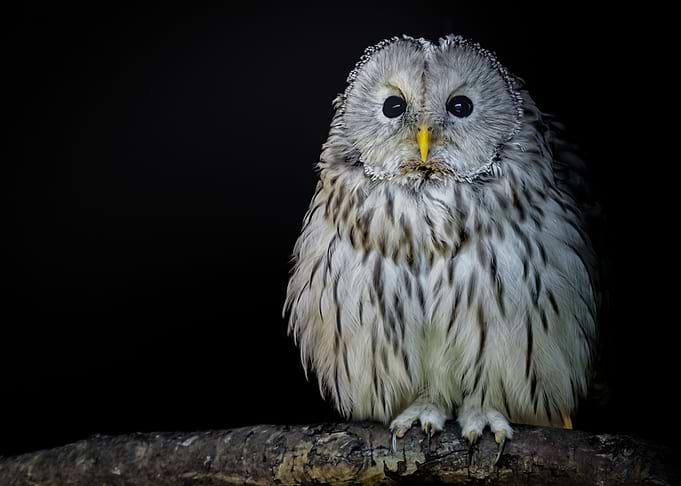 baby owl white