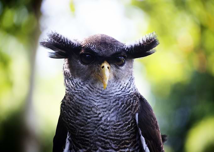 purple owl