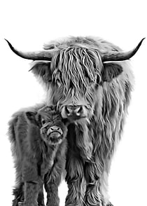 Highland Cow and Baby
