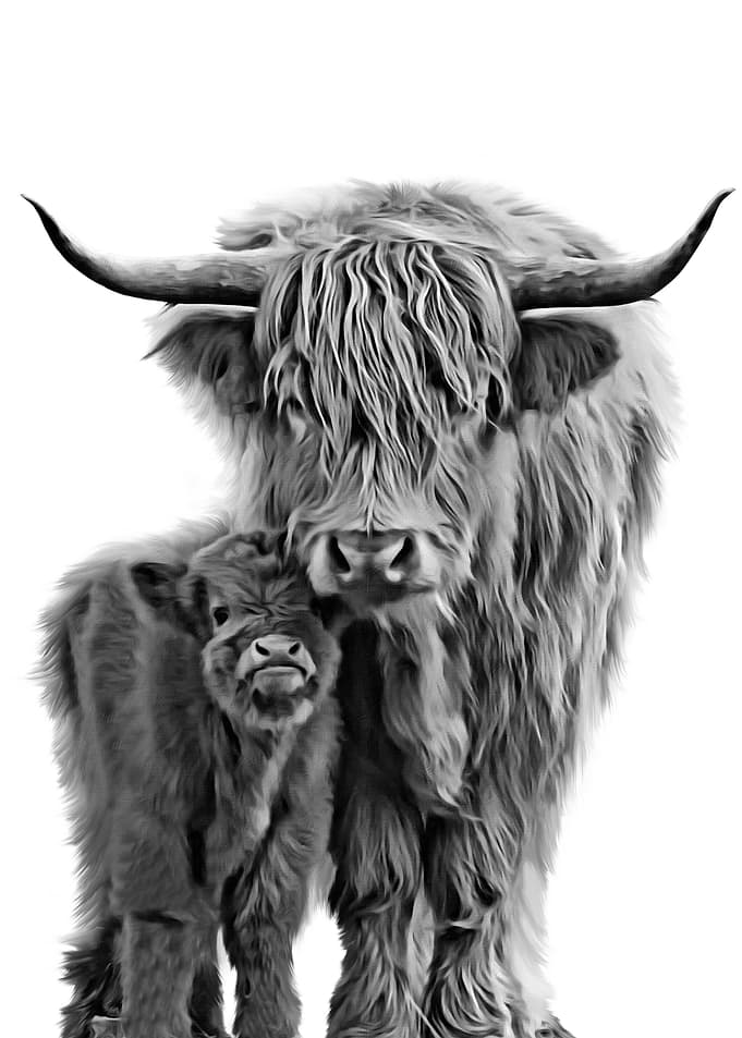 Highland Cow and Baby
