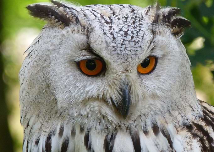 beak black owl