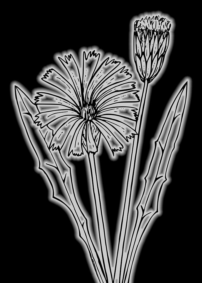 dandelion