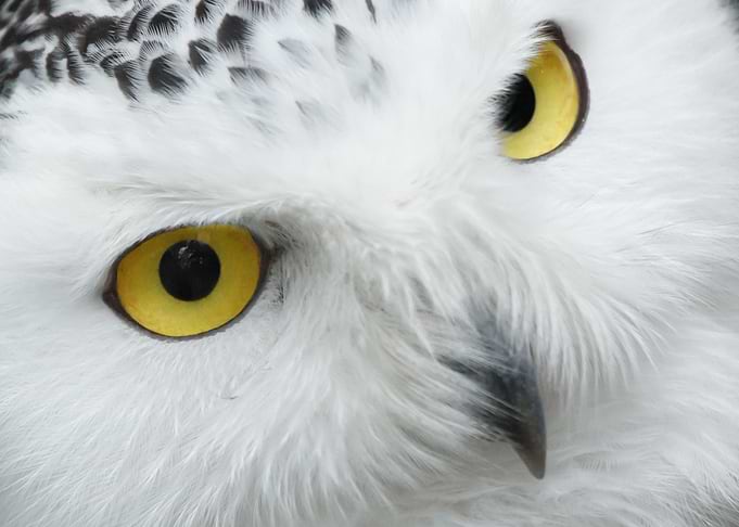 head yellow eye