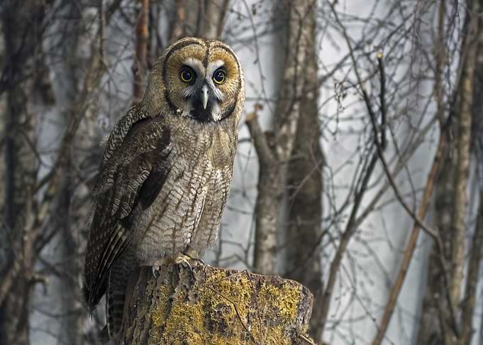 cloud white owl