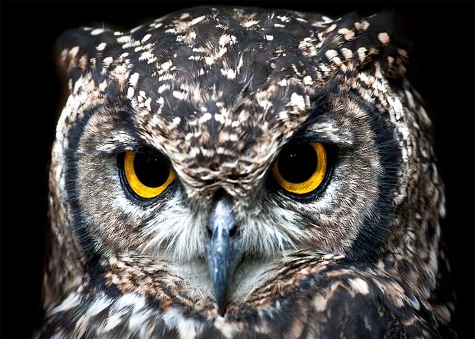 brown orange owl