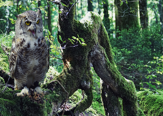 black owl head