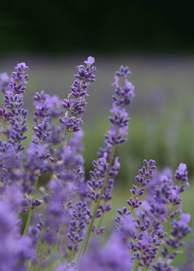 Lavender