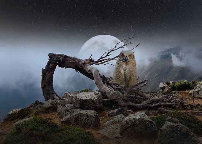 night moon owl