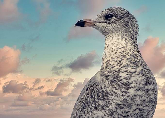 Ringbill Seagull