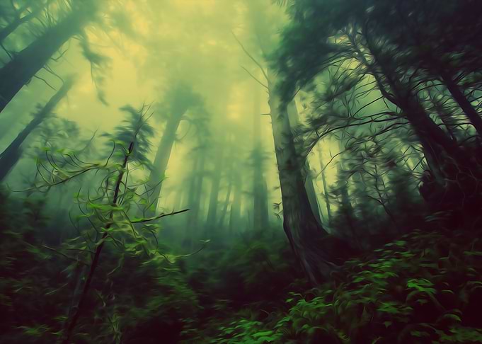 Dark Forest